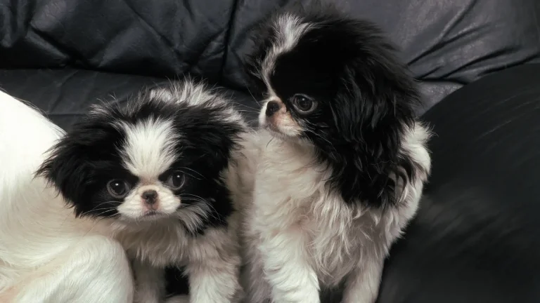 Japanese Chin Dog photo