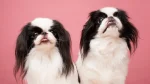 Japanese Chin Dog photo