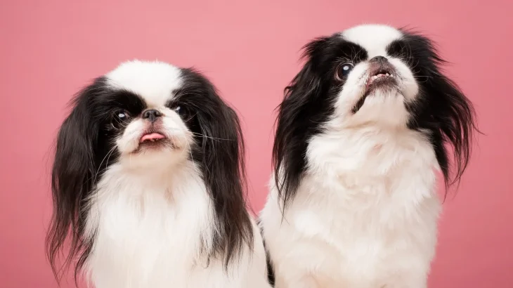 Japanese Chin Dog photo