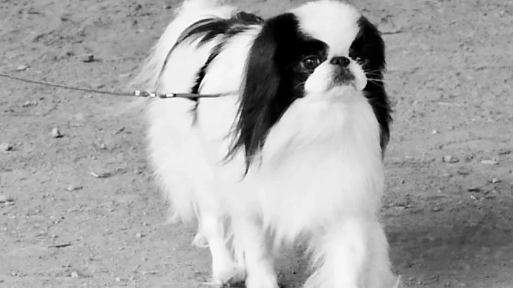 Japanese Chin Dog photo