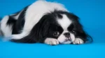 Japanese Chin Dog photo