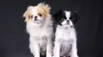 Japanese Chin Dog photo