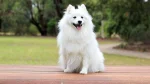 Japanese Spitz Dog photo