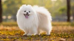 Japanese Spitz Dog photo