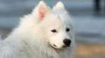 Japanese Spitz Dog photo