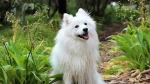 Japanese Spitz Dog photo