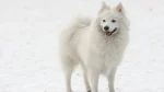 Japanese Spitz Dog photo