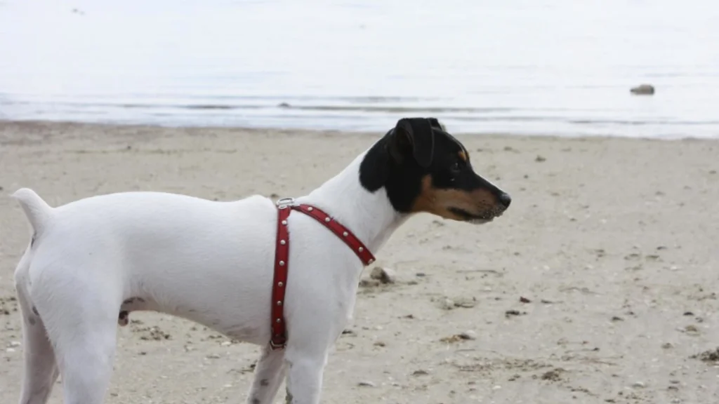 Japanese Terrier Dog photo