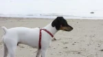 Japanese Terrier Dog photo
