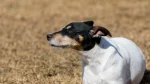 Japanese Terrier Dog photo