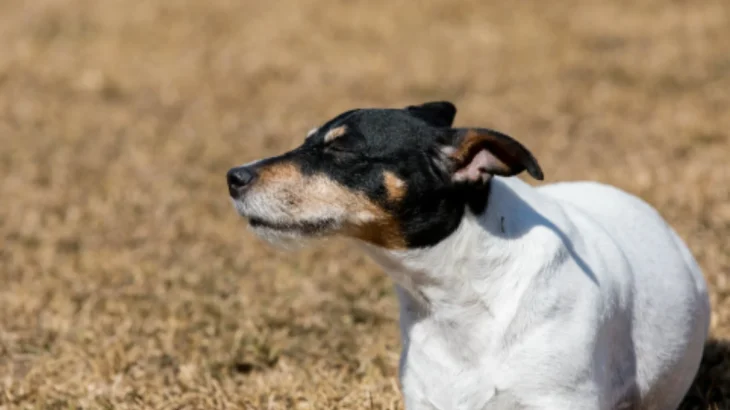 Japanese Terrier Dog photo