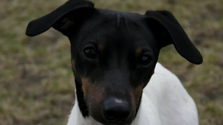 Japanese Terrier Dog photo