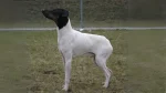 Japanese Terrier Dog photo