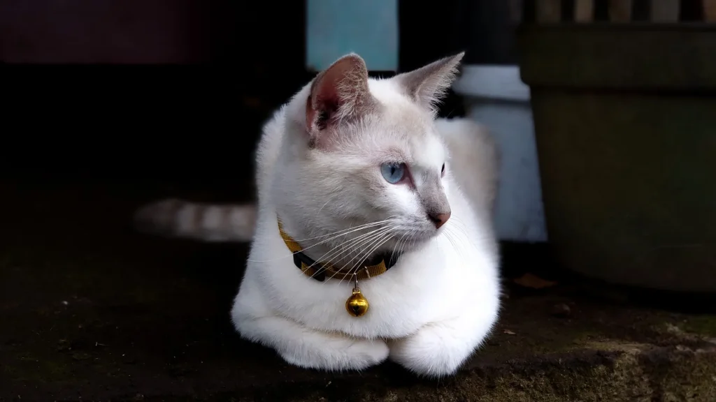 Giavanese Cat photo