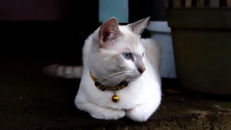 Giavanese Cat photo