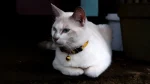 Giavanese Cat photo
