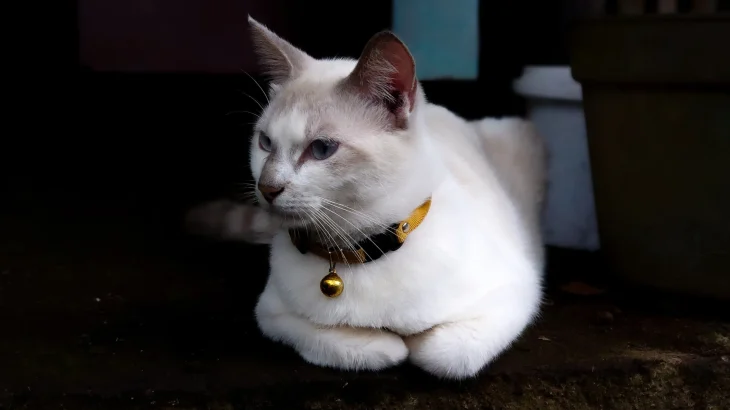 Giavanese Cat photo