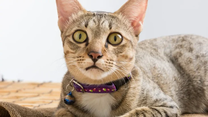 Giavanese Cat photo
