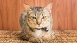 Giavanese Cat photo