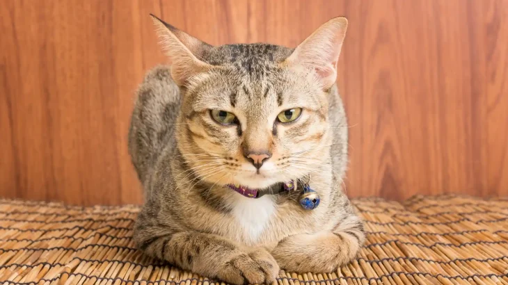 Giavanese Cat photo