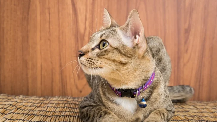 Giavanese Cat photo