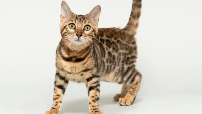 Jungala Cat photo