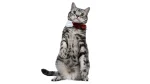 Jungala Cat photo