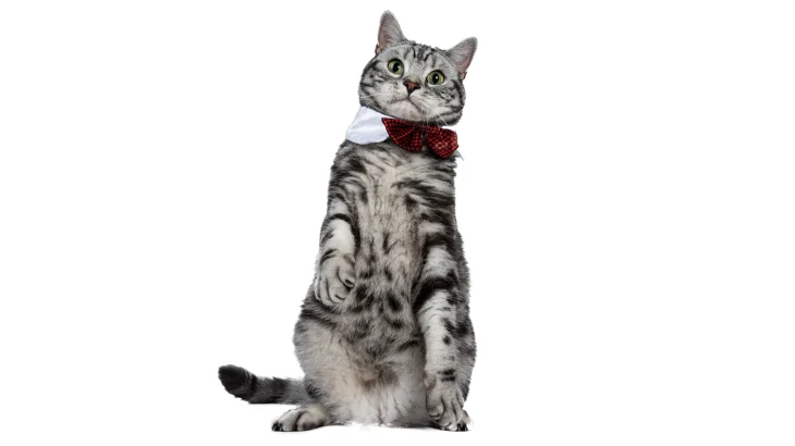 Jungala Cat photo