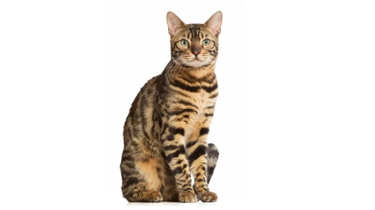 Jungala Cat photo