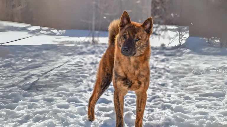 Kai Ken Dog photo