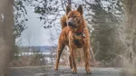Kai Ken Dog photo