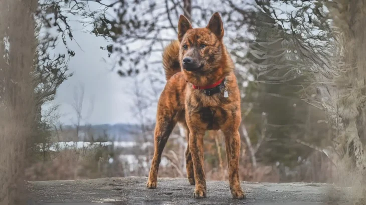 Kai Ken Dog photo