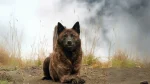 Kai Ken Dog photo