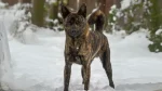 Kai Ken Dog photo