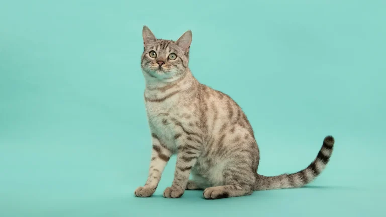 Kanaani Cat photo