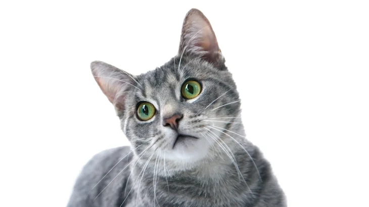 Kanaani Cat photo