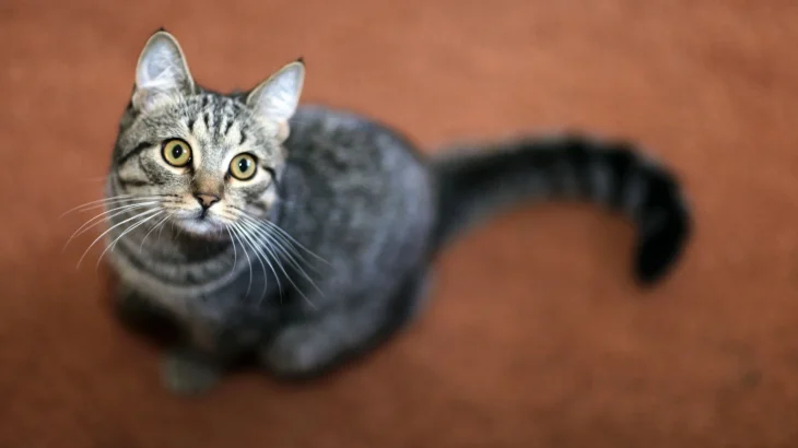 Kanaani Cat photo