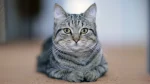 Kanaani Cat photo