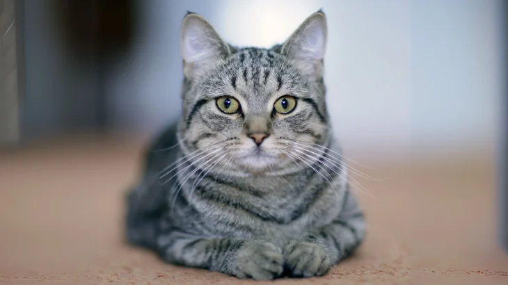 Kanaani Cat photo