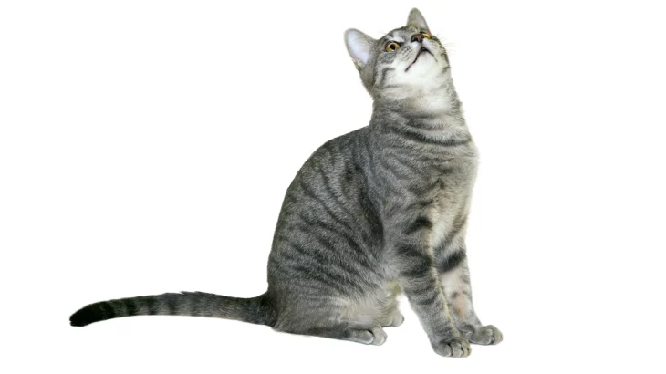Kanaani Cat photo