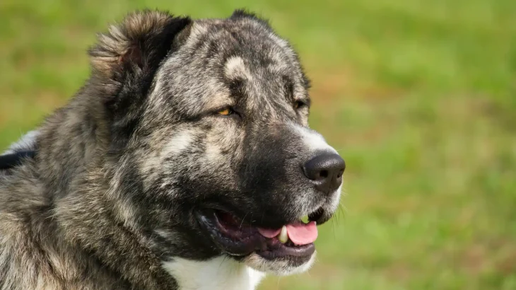 Kangal-Hund Dog photo