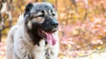 Kangal-Hund Dog photo