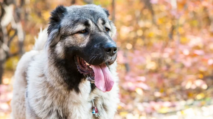 Kangal-Hund Dog photo
