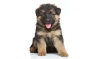 Kangal-Hund Dog photo