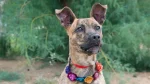 Kangaroo Dog Dog photo