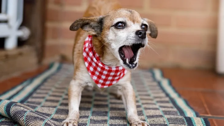 Kangaroo Dog Dog photo
