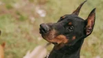 Kangaroo Dog Dog photo