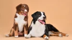 Karakachan-Hund Dog photo