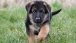 Karakachan-Hund Dog photo
