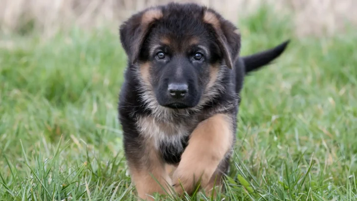 Karakachan-Hund Dog photo